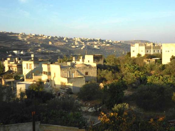 Accompanying the Olive Harvest near Nablus, West Bank, 2011