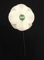 White poppy
