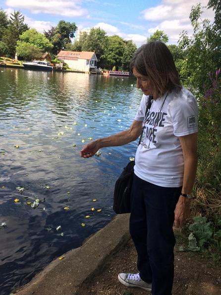 scattering petals on the water from the river bank