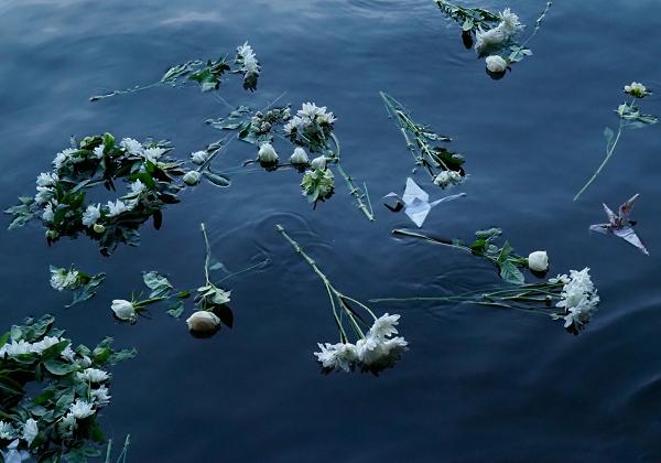 White and green flowers floating on dark water